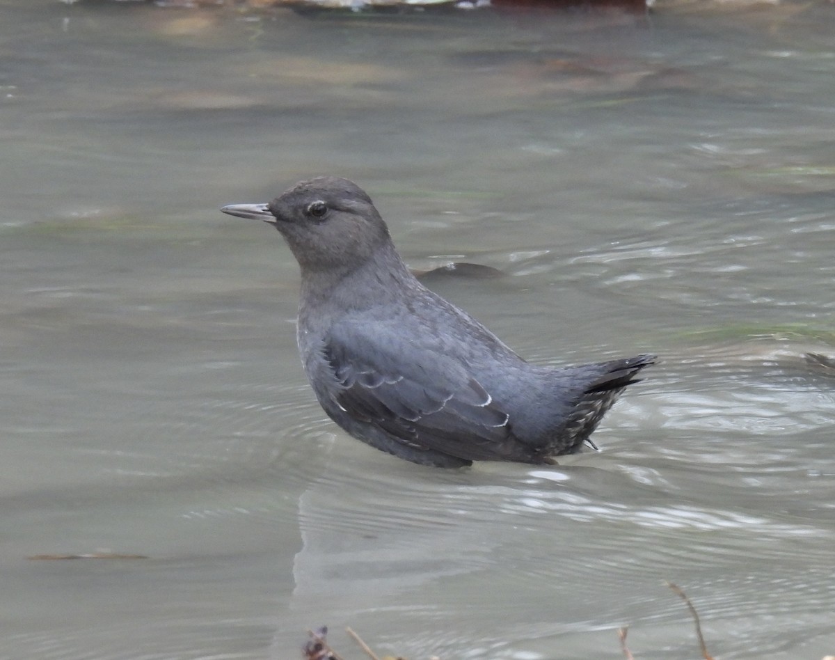 skorec šedý - ML646759249