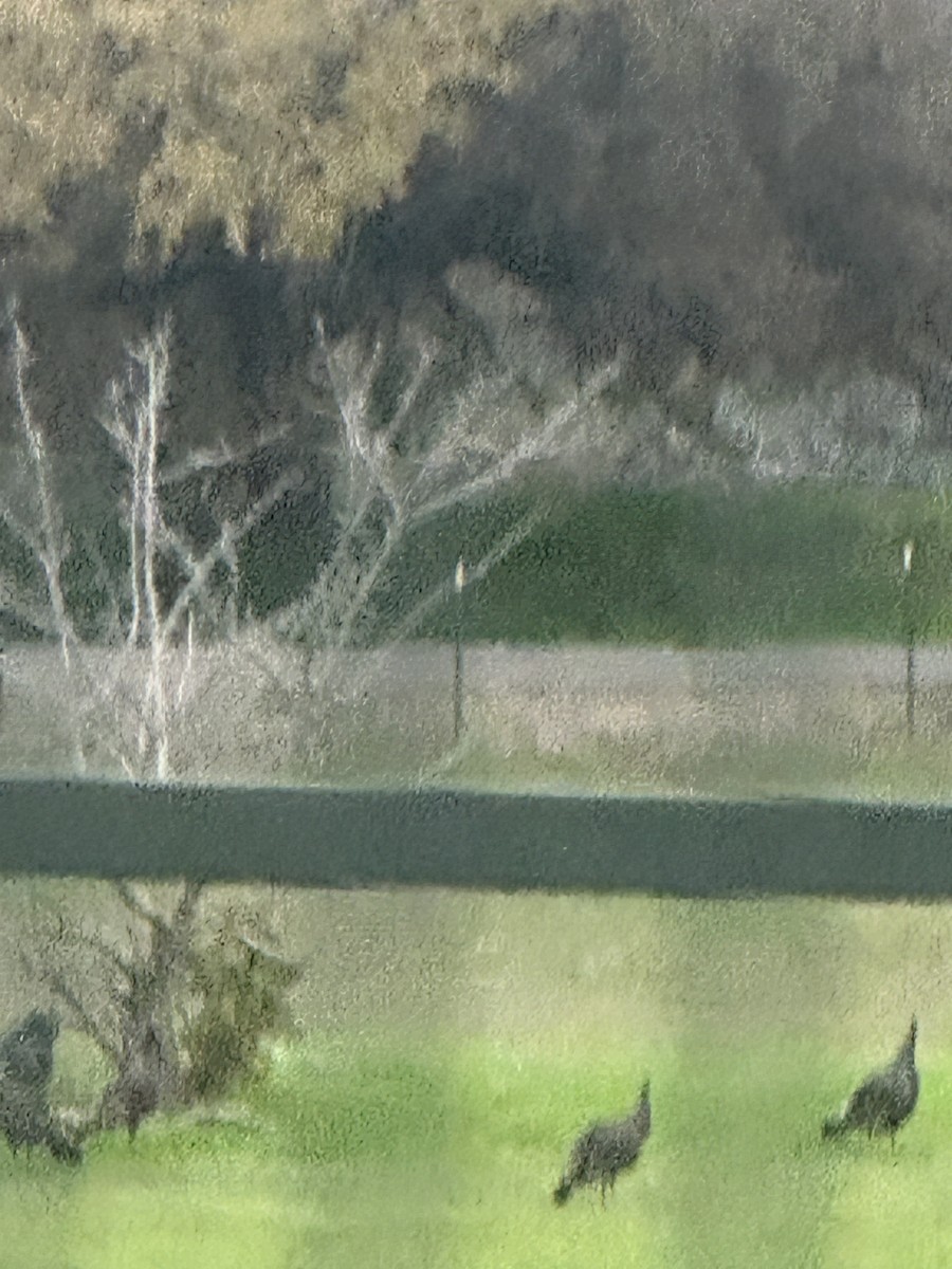 Wild Turkey - ML646759250