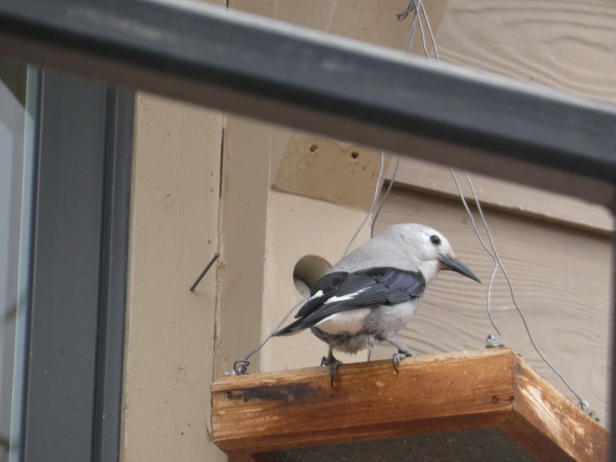 Cassenoix d'Amérique - ML646759251