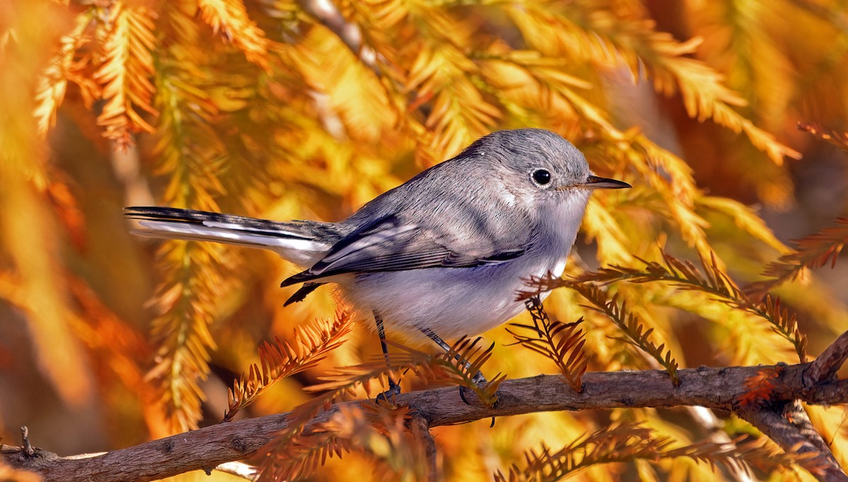 Комароловка сиза - ML646759255