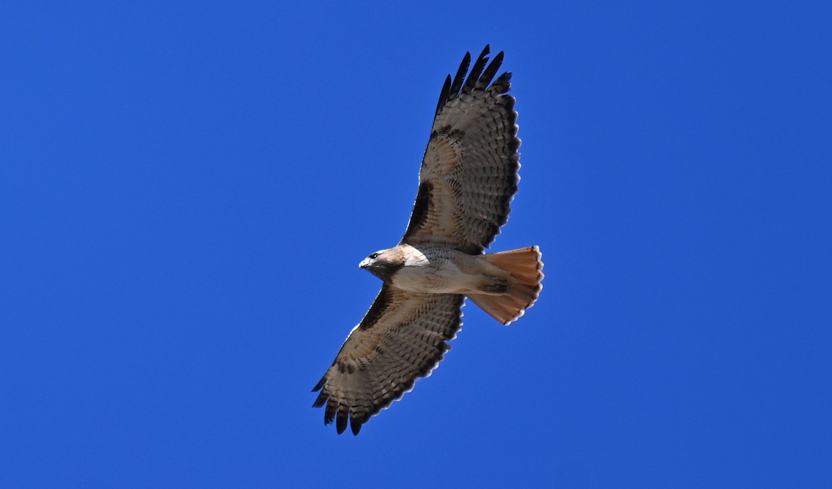 Канюк неоарктичний - ML646759257