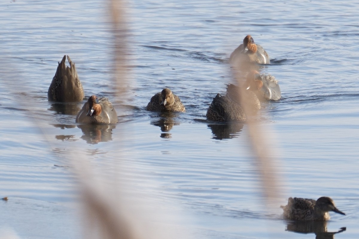 コガモ - ML646759258