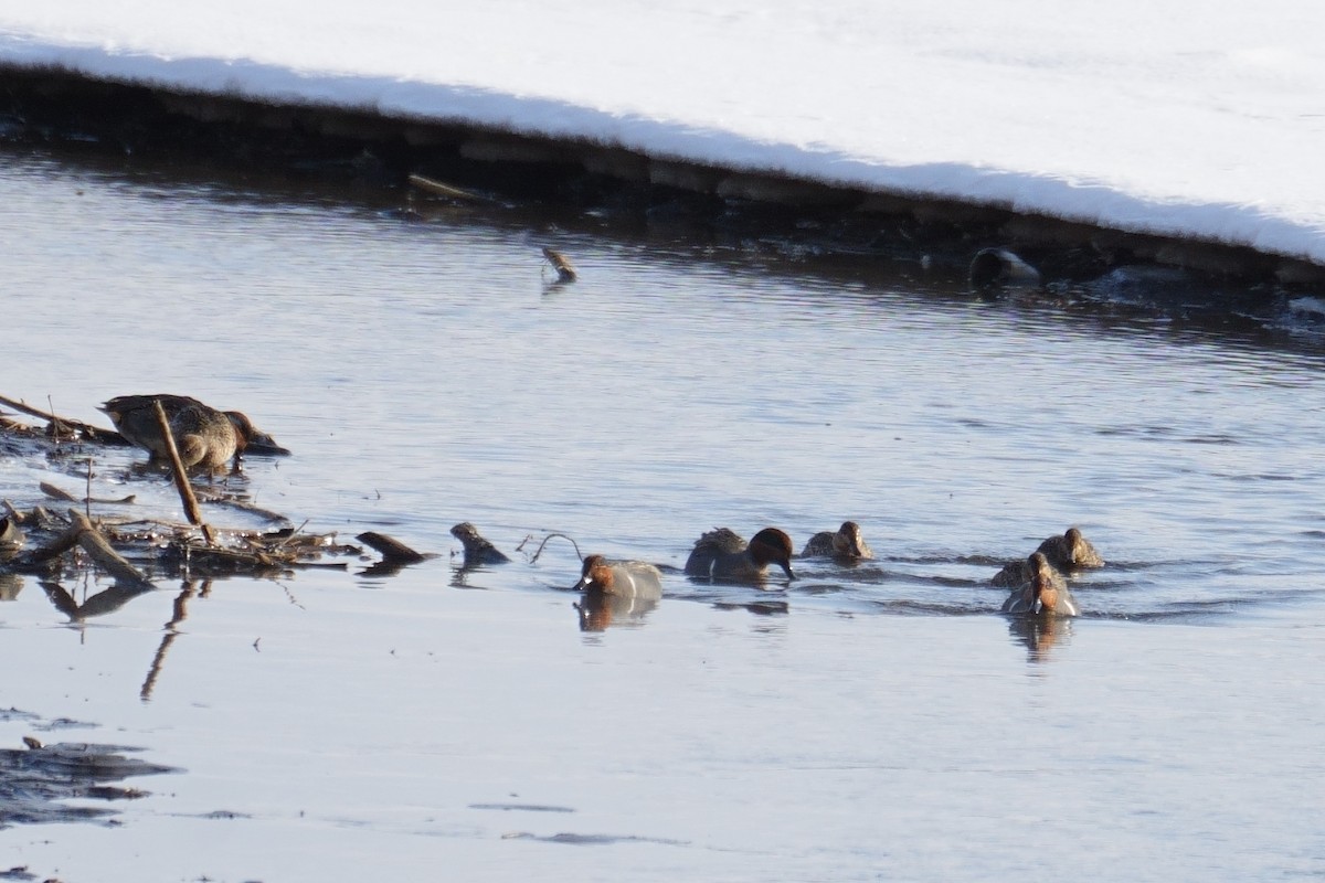 コガモ - ML646759259