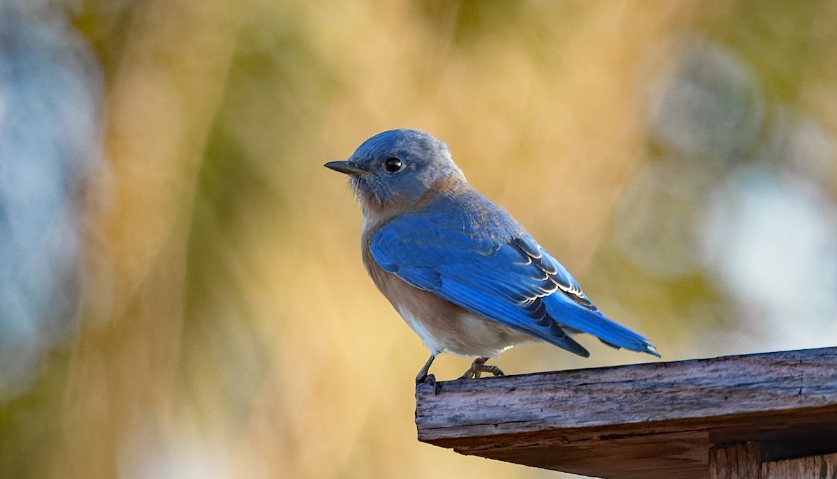 Eastern Bluebird - ML646759260