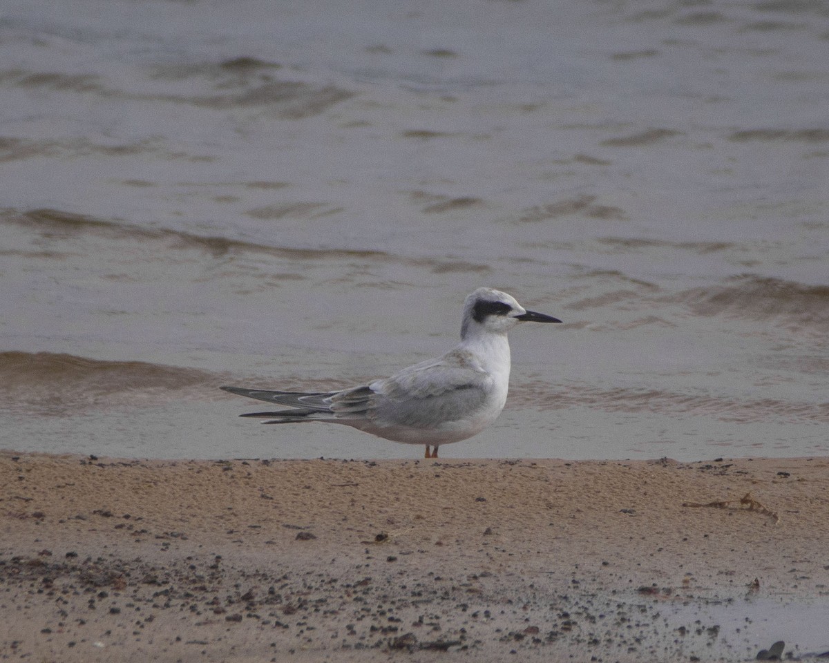 Forster's Tern - ML646759262