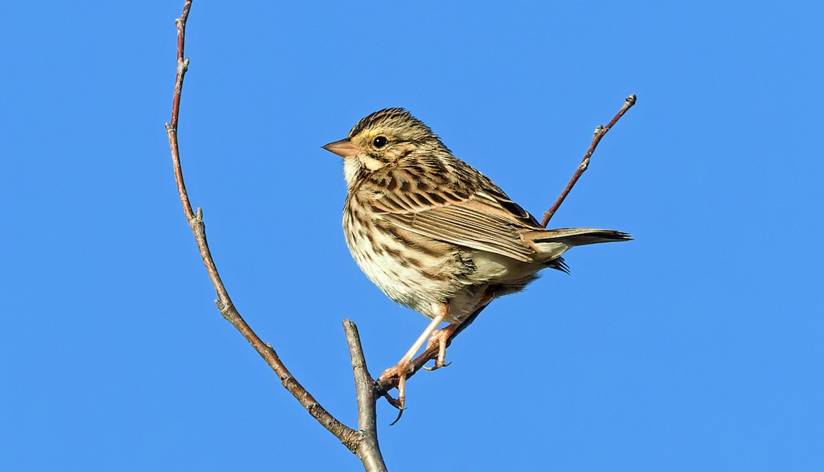 Savannah Sparrow - ML646759263