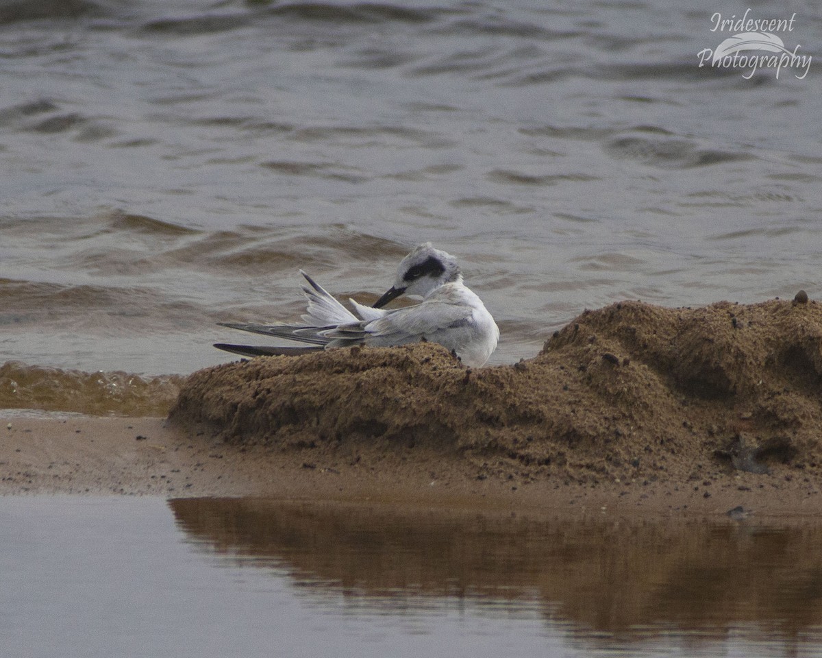 Forster's Tern - ML646759264