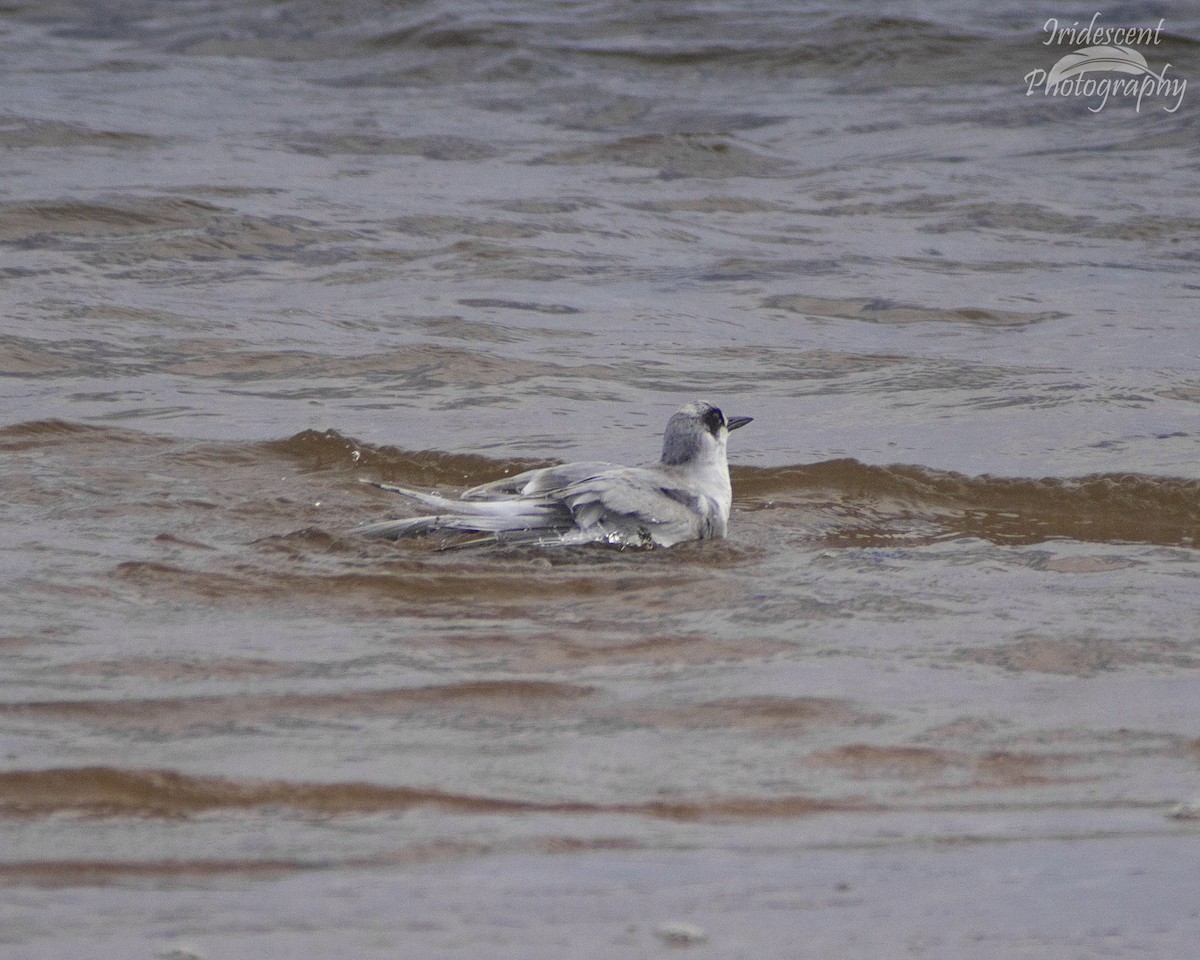 Forster's Tern - ML646759265