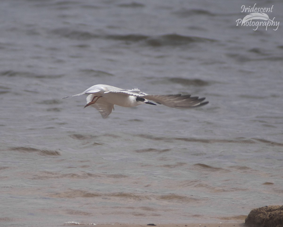 Forster's Tern - ML646759268