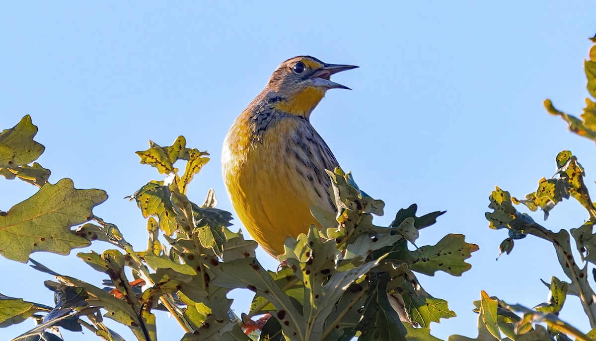 Eastern Meadowlark - ML646759271