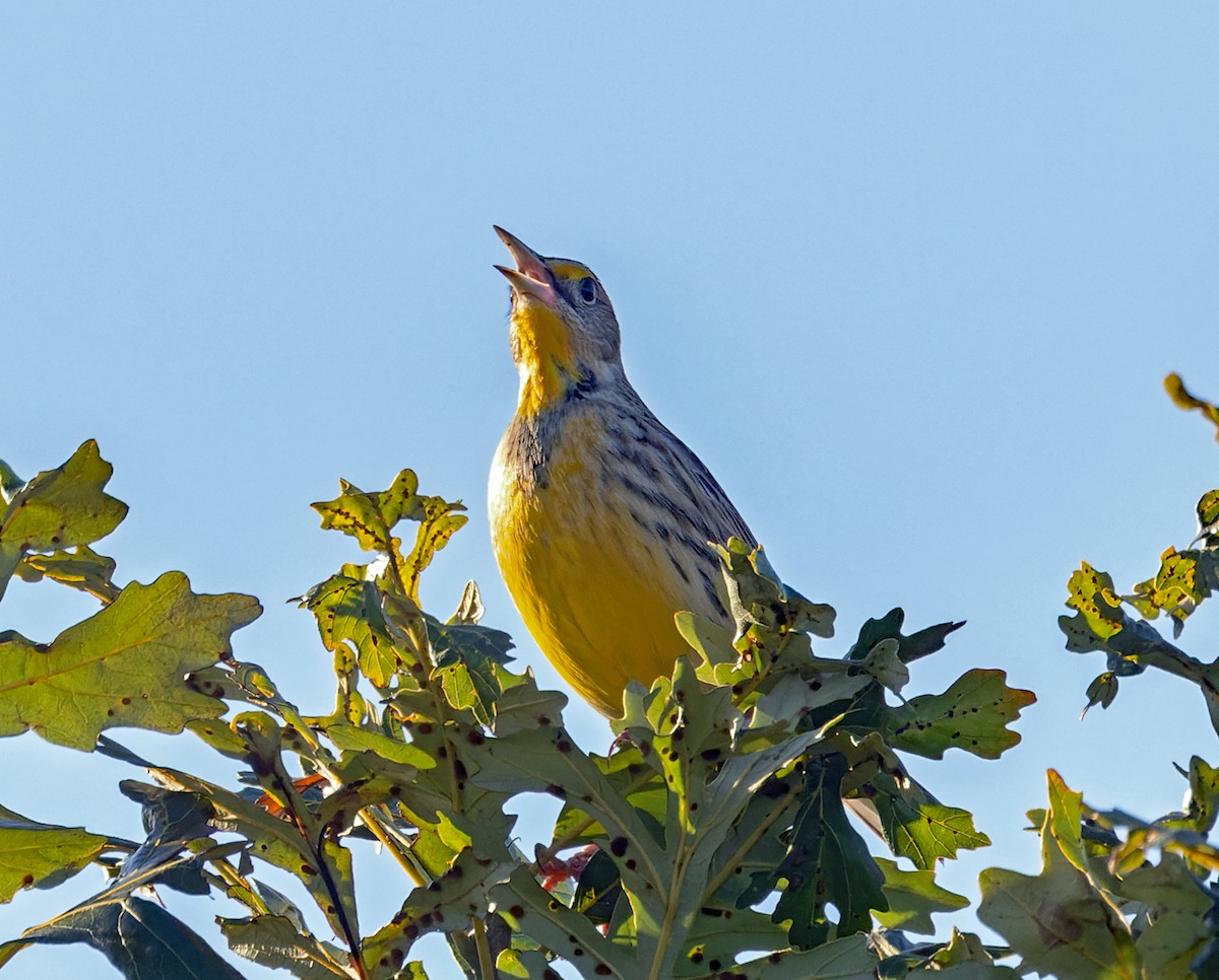 Eastern Meadowlark - ML646759272