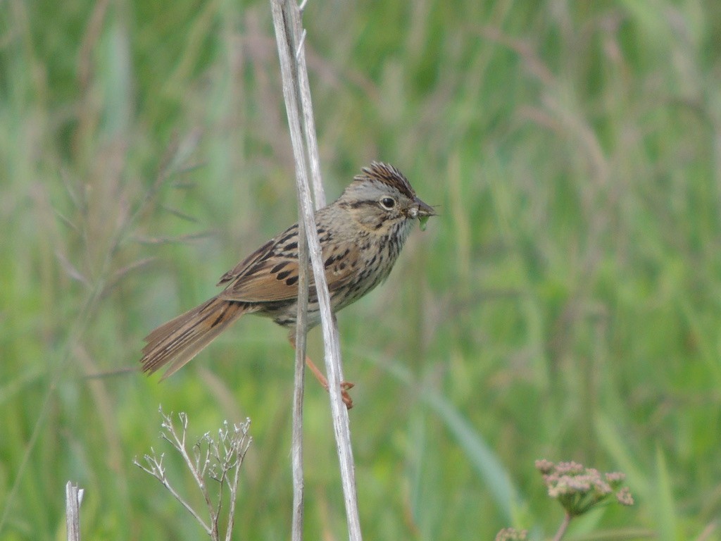 strnadec pruhohlavý - ML646759274