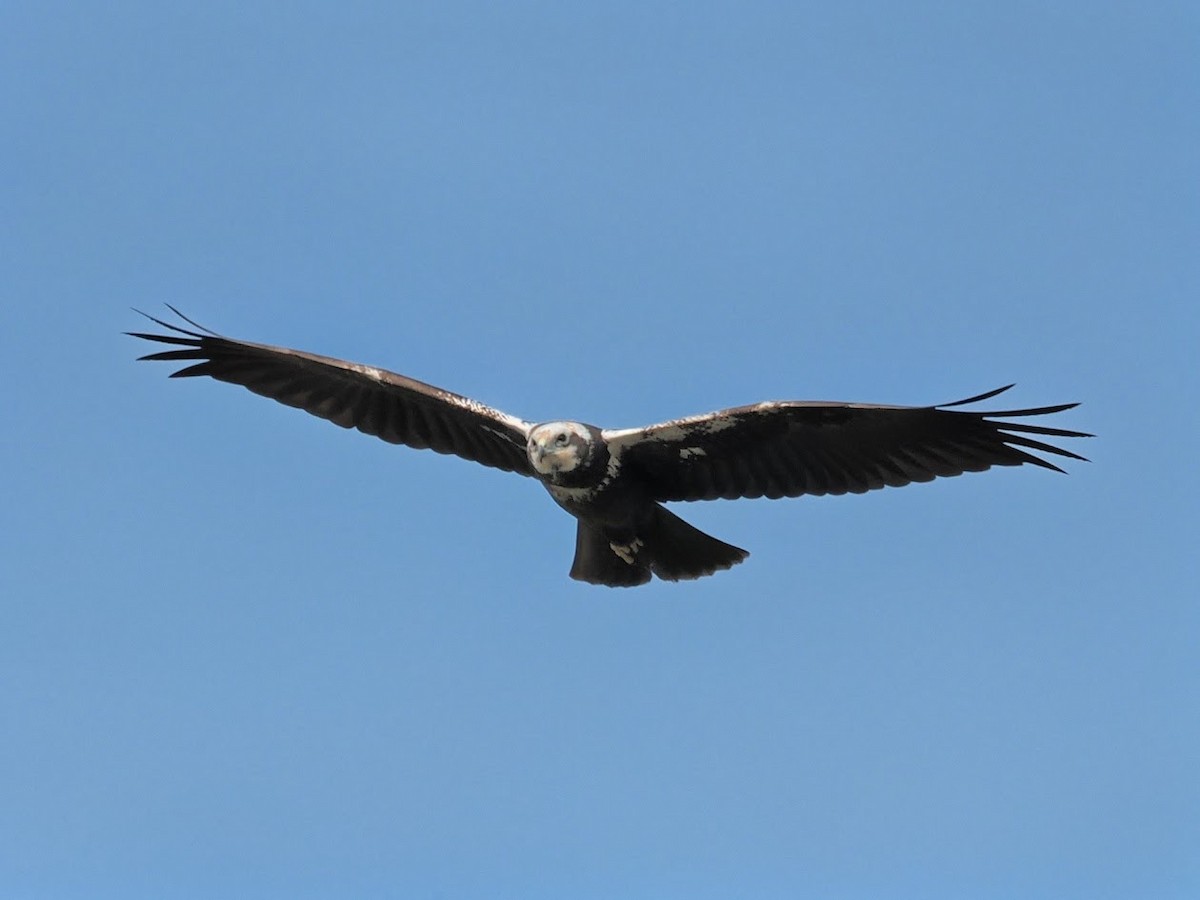 Western Marsh Harrier - ML646759275