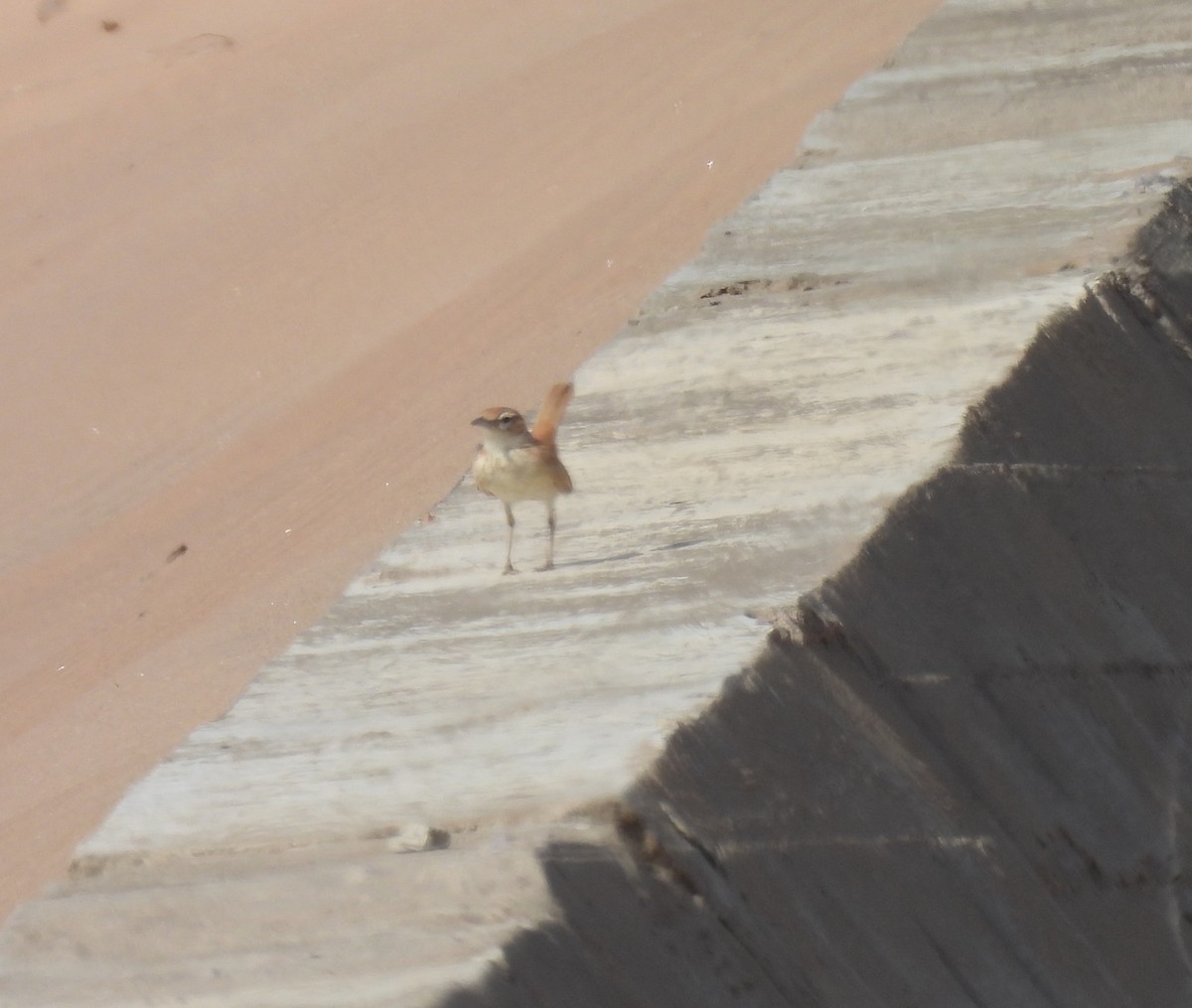 Dune Lark - ML646759276