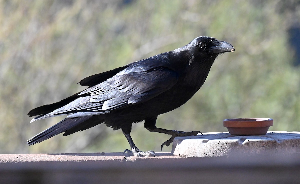 Common Raven - ML646759277