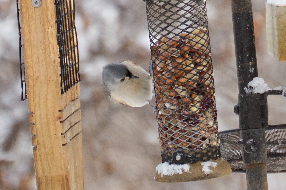 エボシガラ - ML646759278