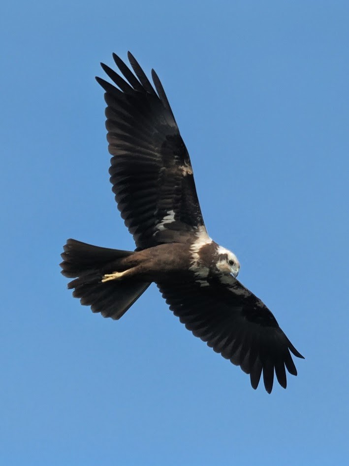 Western Marsh Harrier - ML646759290