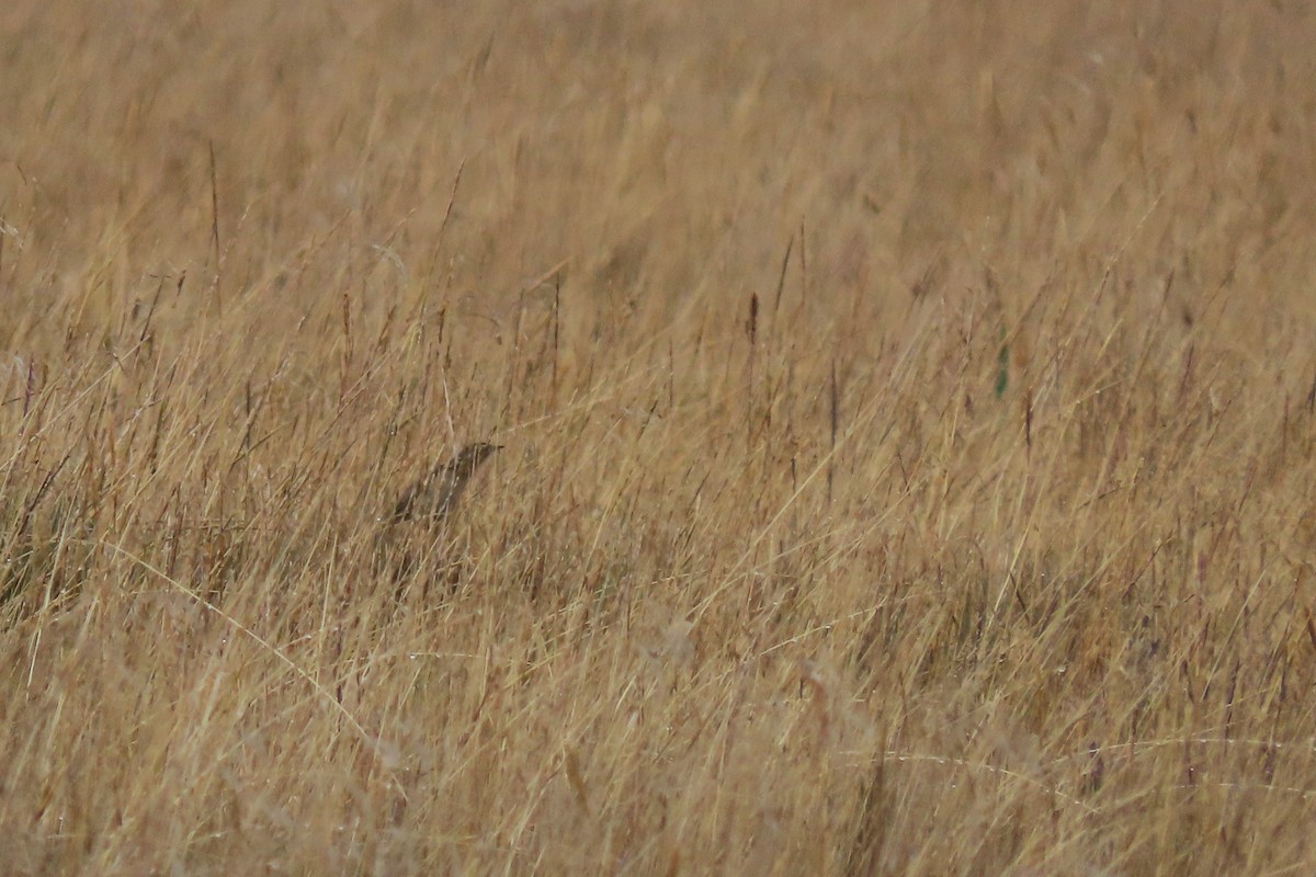 Paramo Pipit - ML646759292