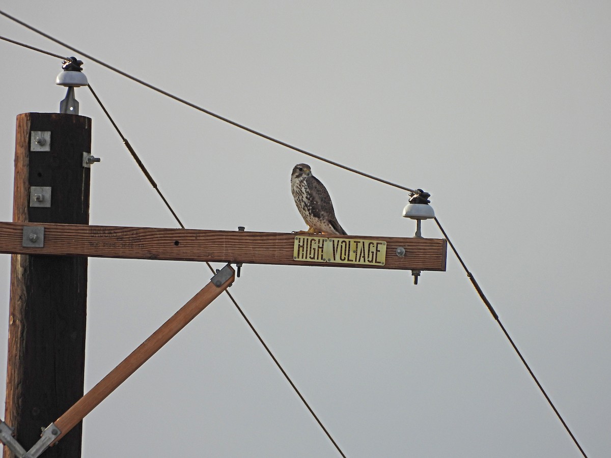 Prairie Falcon - ML646759295