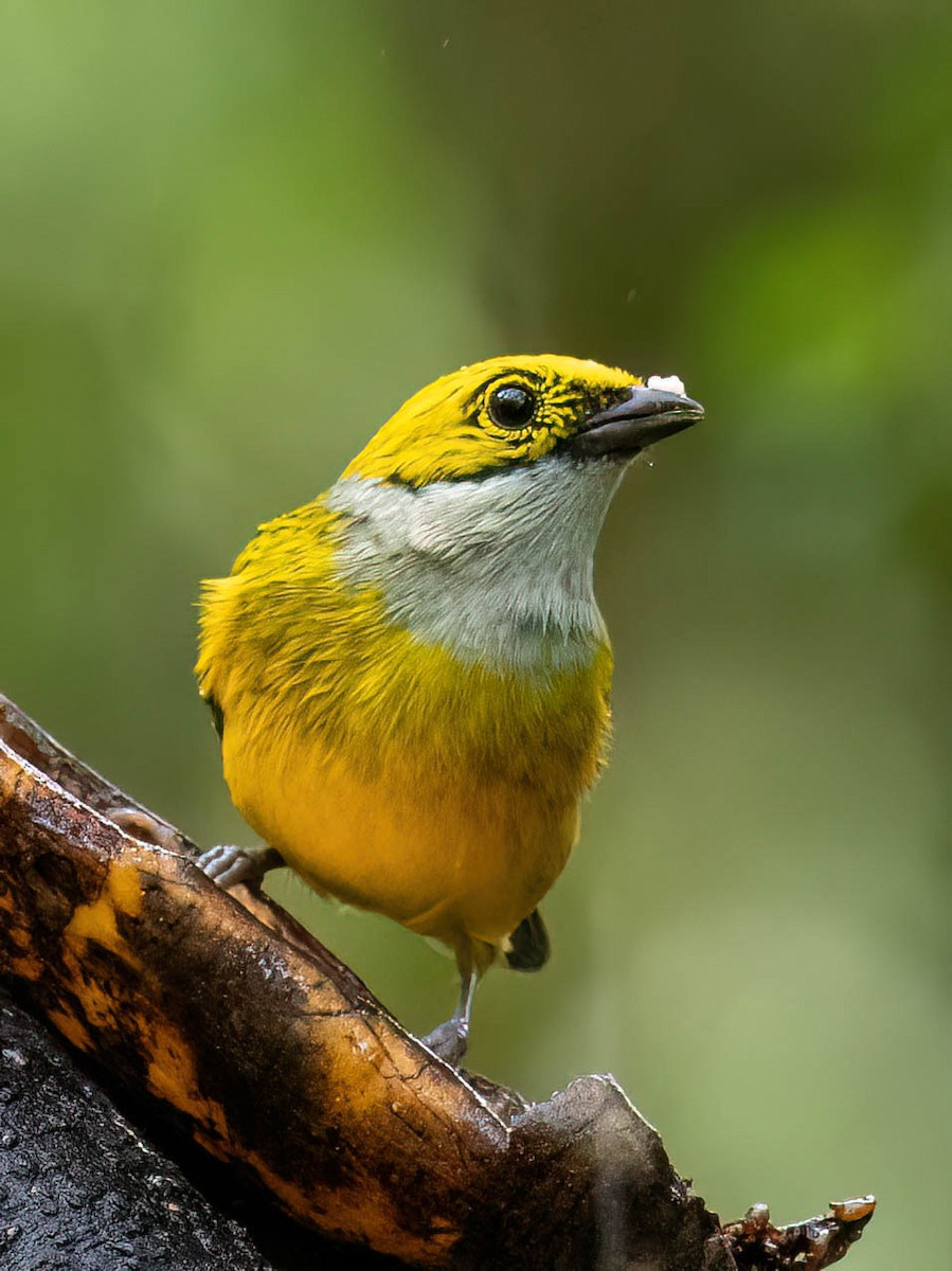 Silver-throated Tanager - ML646759296