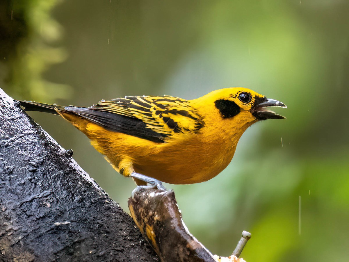 Golden Tanager - ML646759307