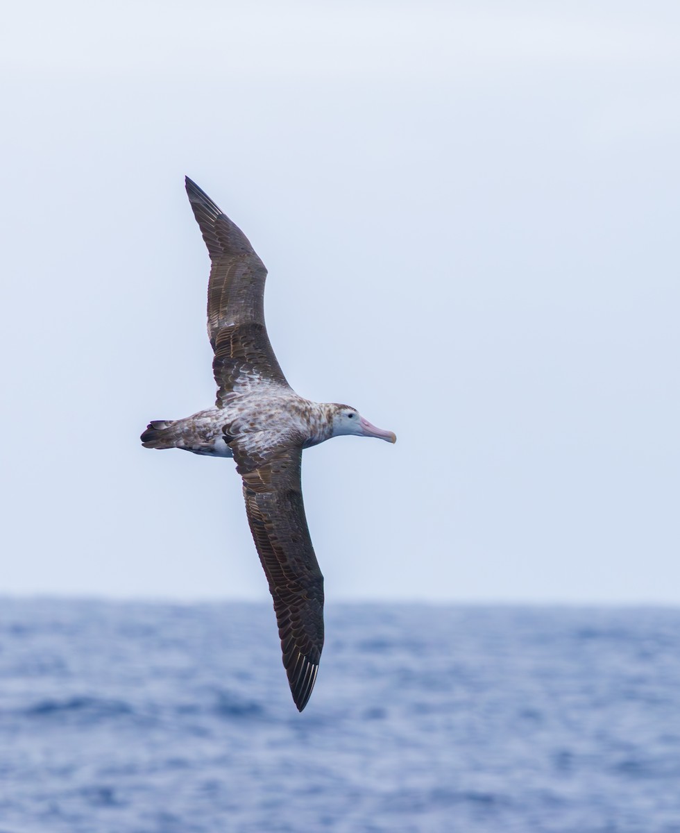 Snowy/Tristan/Antipodean Albatross - ML646759312