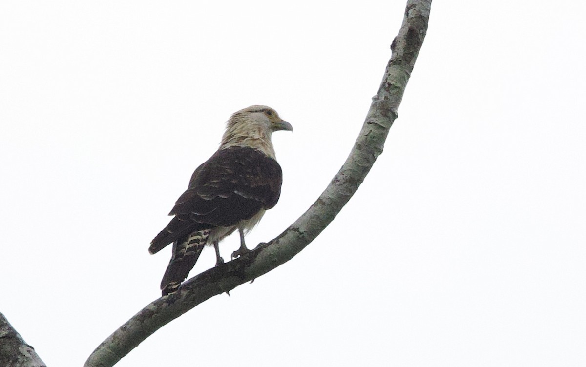 Sarı Başlı Karakara - ML646759313