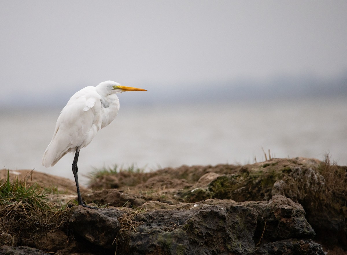 大白鷺 - ML646759314