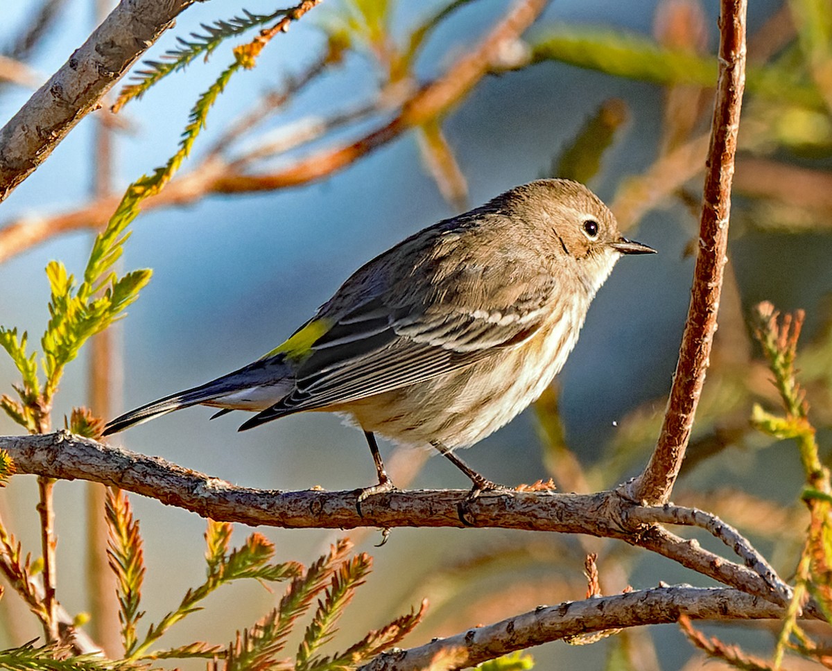 Yellow-rumped Warbler - ML646759321
