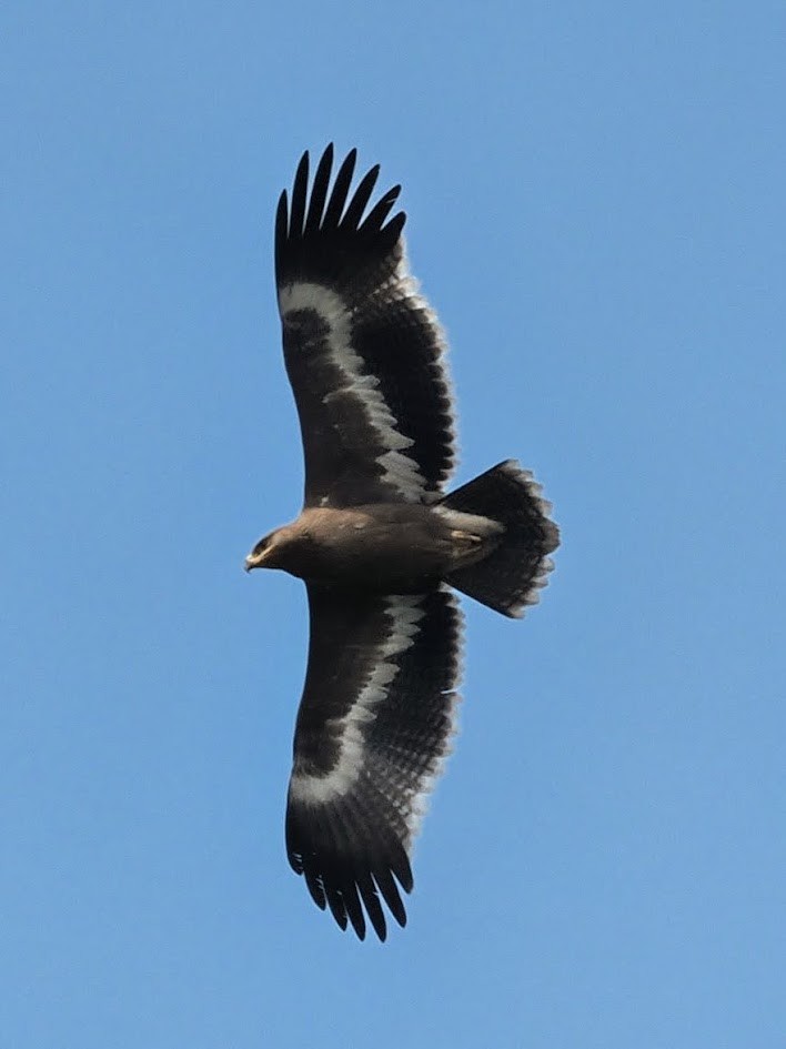 Steppe Eagle - ML646759322