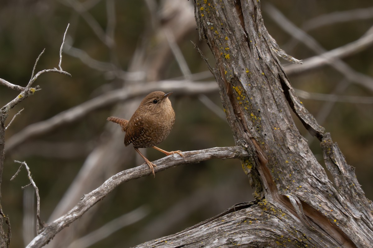 Chochín Hiemal - ML646759327