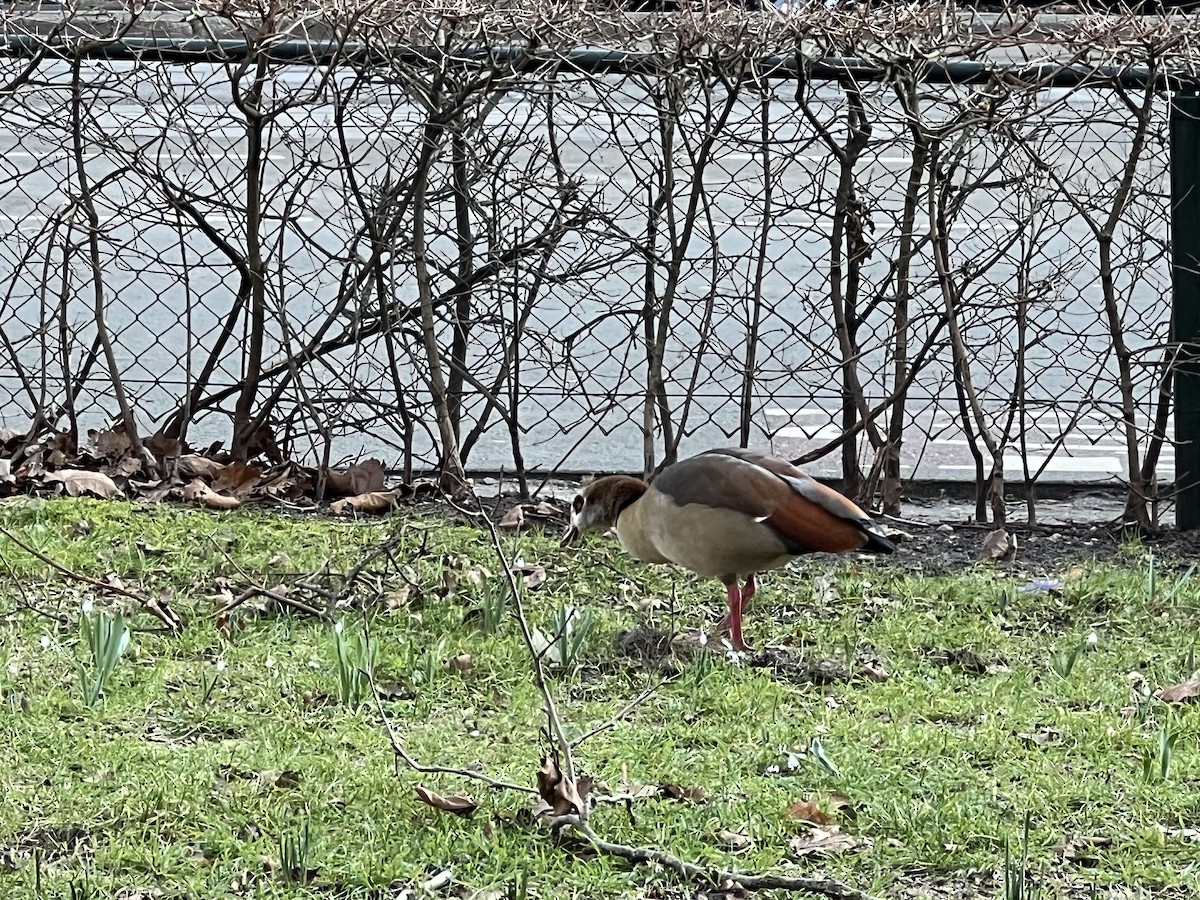 Ouette d'Égypte - ML646759330