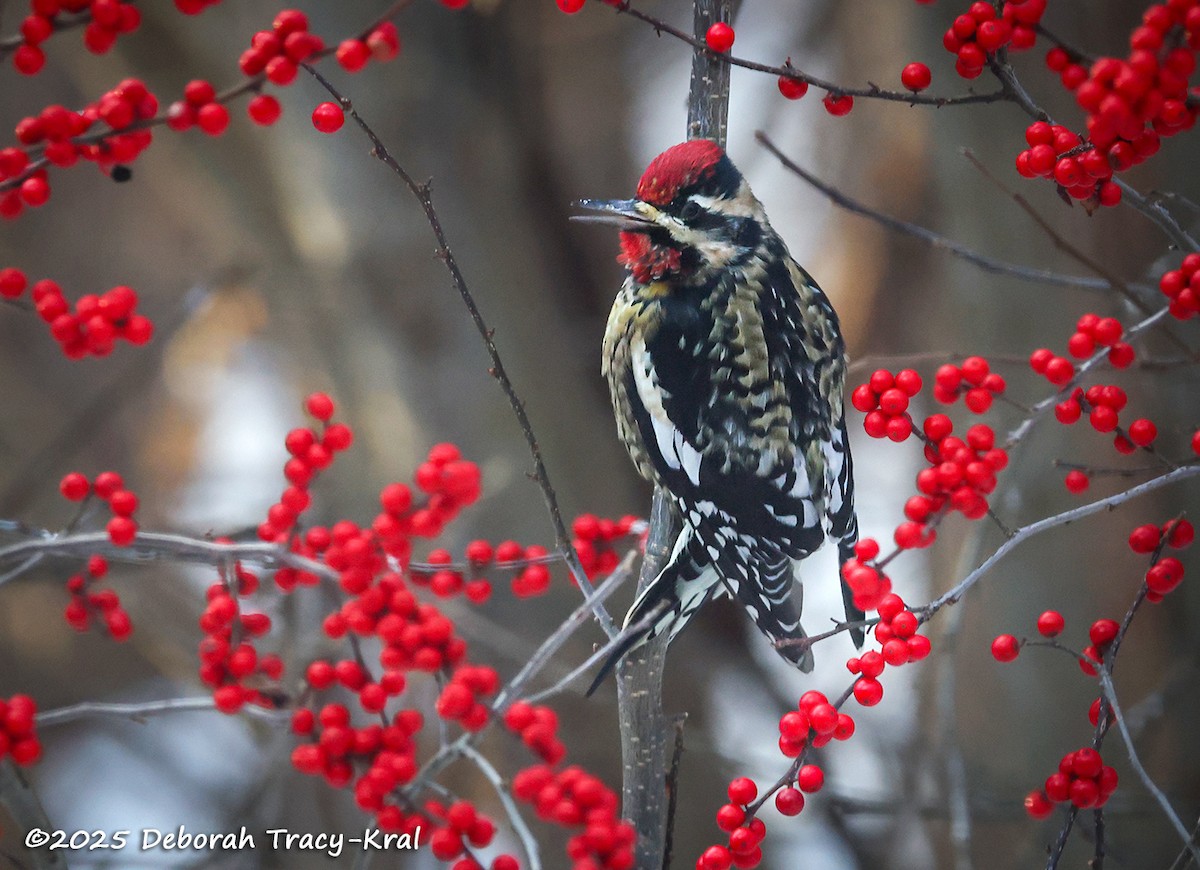 Yellow-bellied Sapsucker - ML646759333