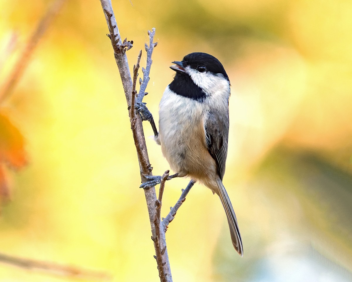 Carolina Chickadee - ML646759334