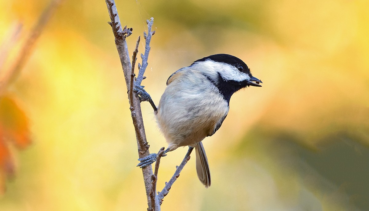 Carolina Chickadee - ML646759335