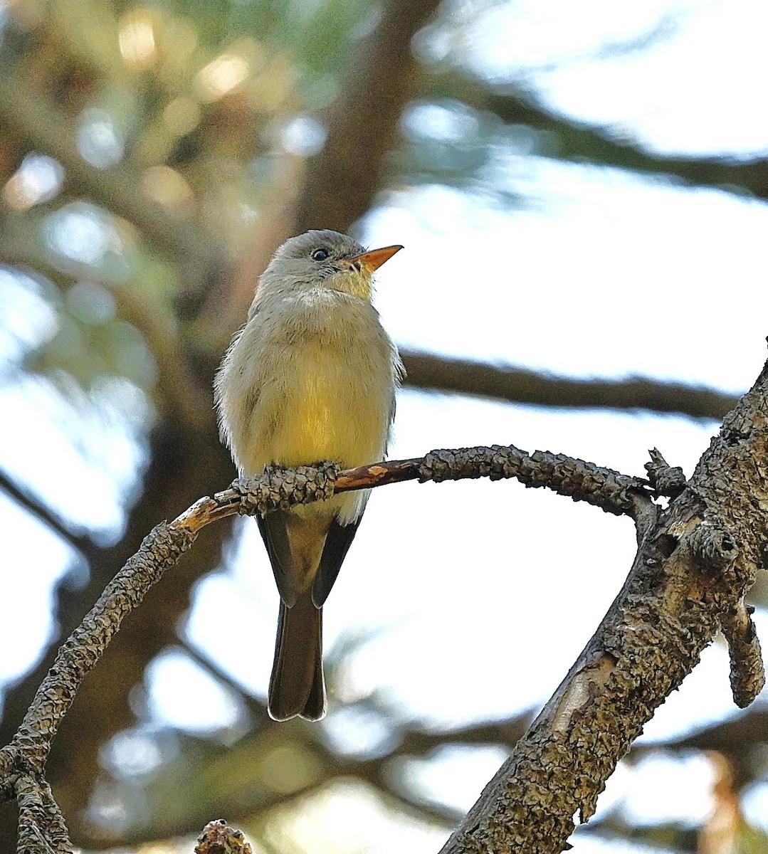 Піві великий - ML646759337