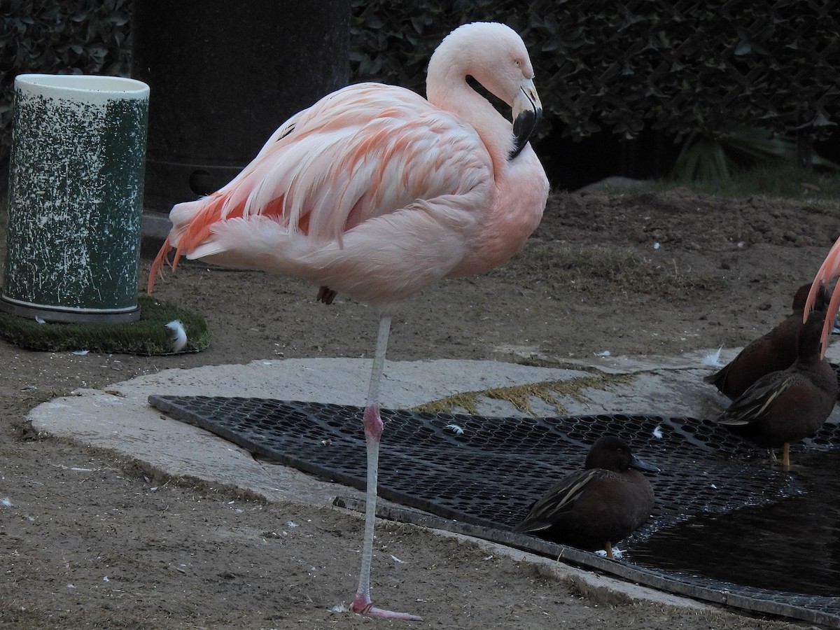 Animals - ML646759339