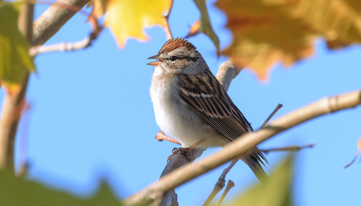 Chipping Sparrow - ML646759340