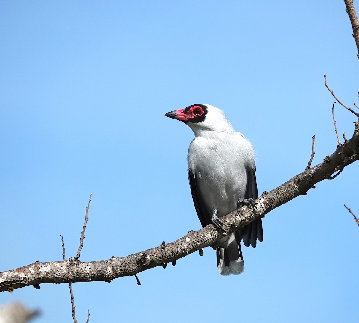 Masked Tityra - ML646759342