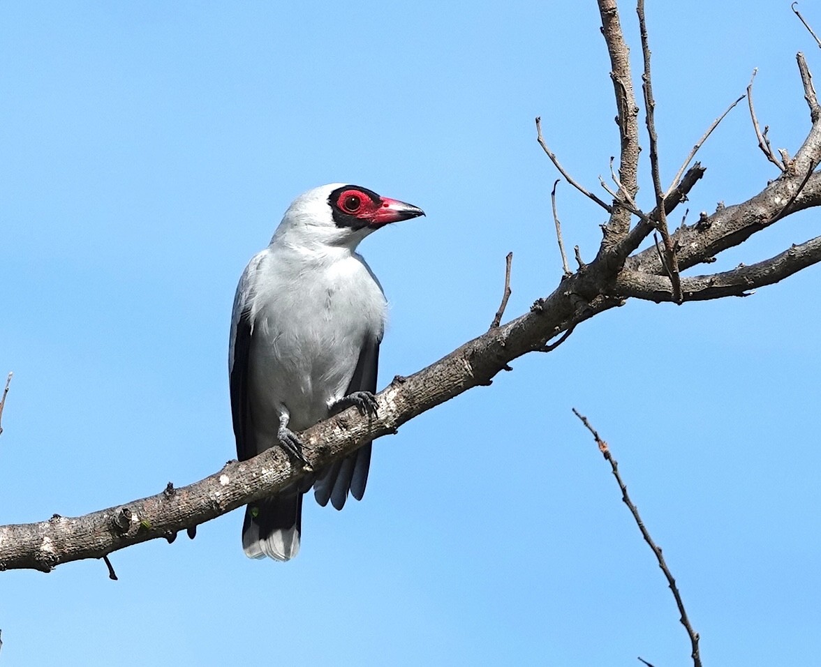 Masked Tityra - ML646759343
