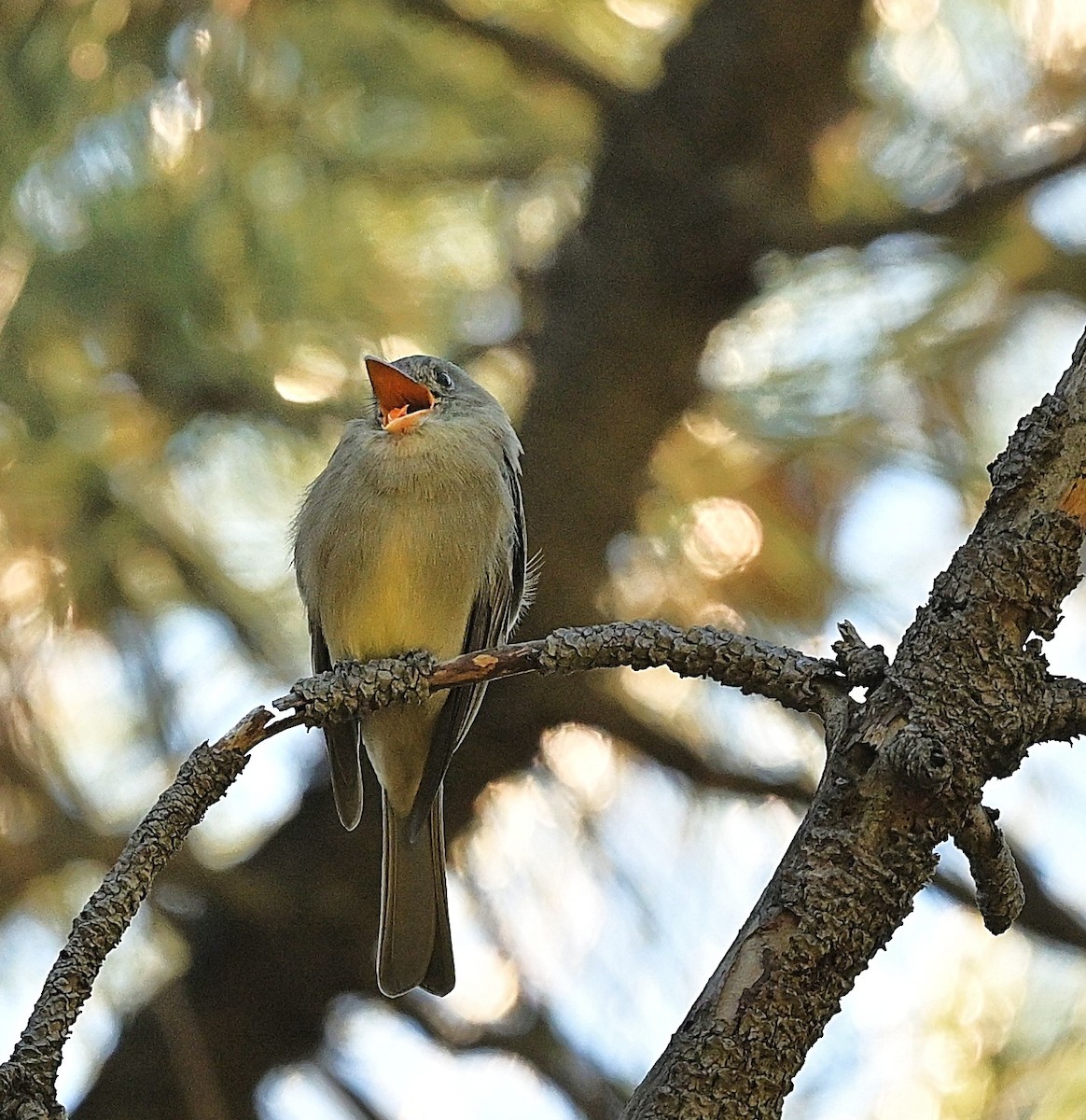 Піві великий - ML646759347