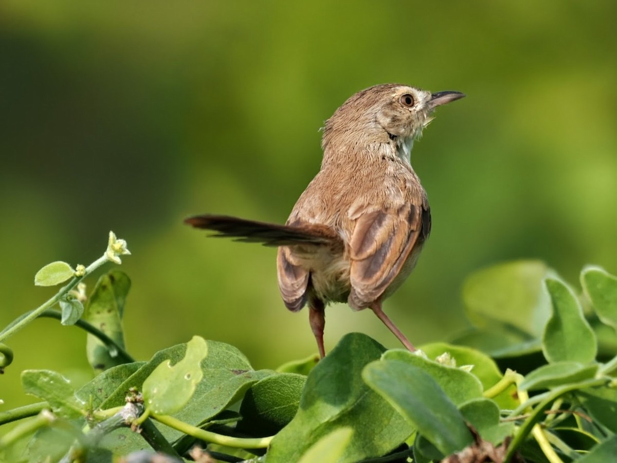 Plain Prinia - ML646759352