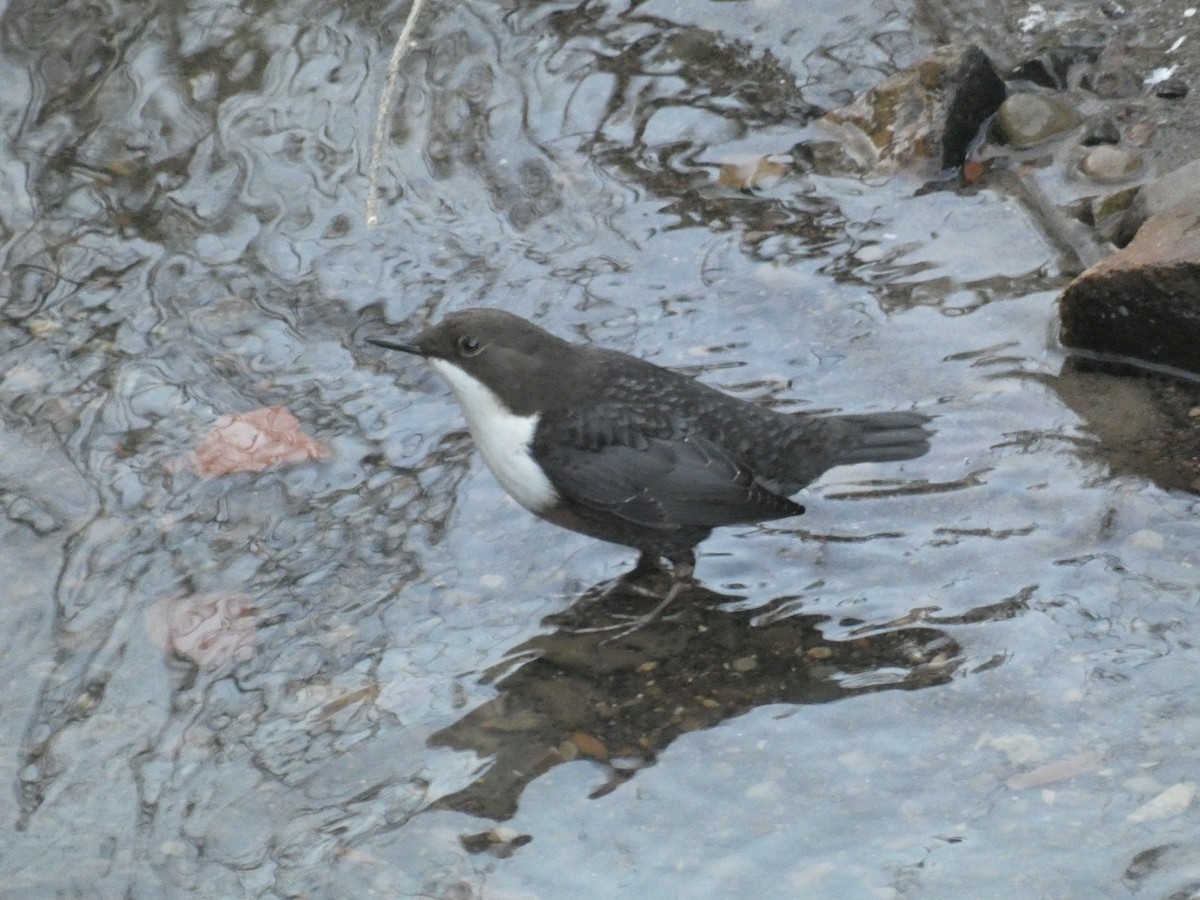 White-throated Dipper - ML646759354