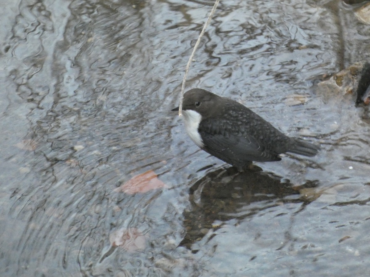 White-throated Dipper - ML646759355