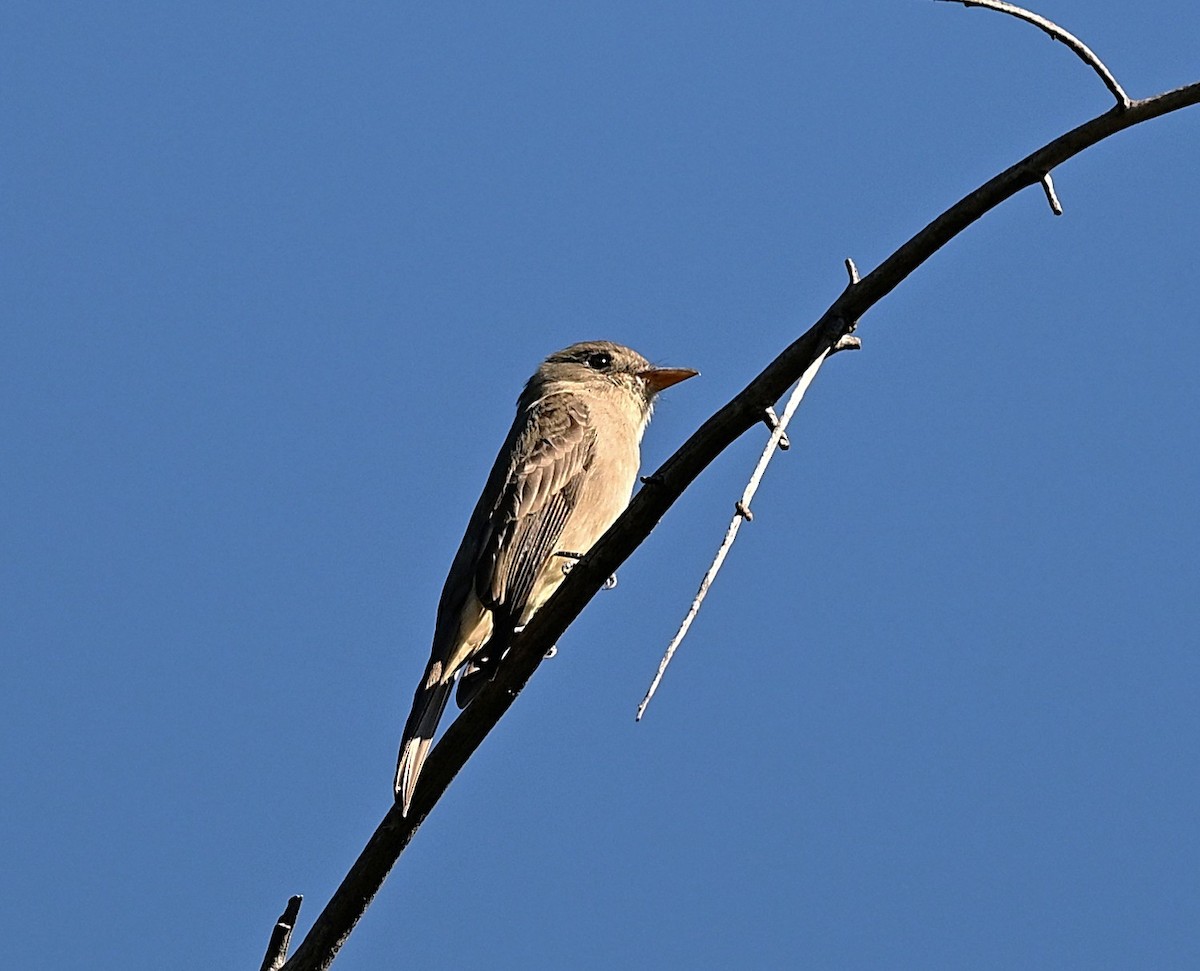 Піві великий - ML646759356