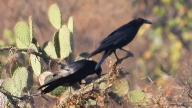 Common Raven - ML646759357