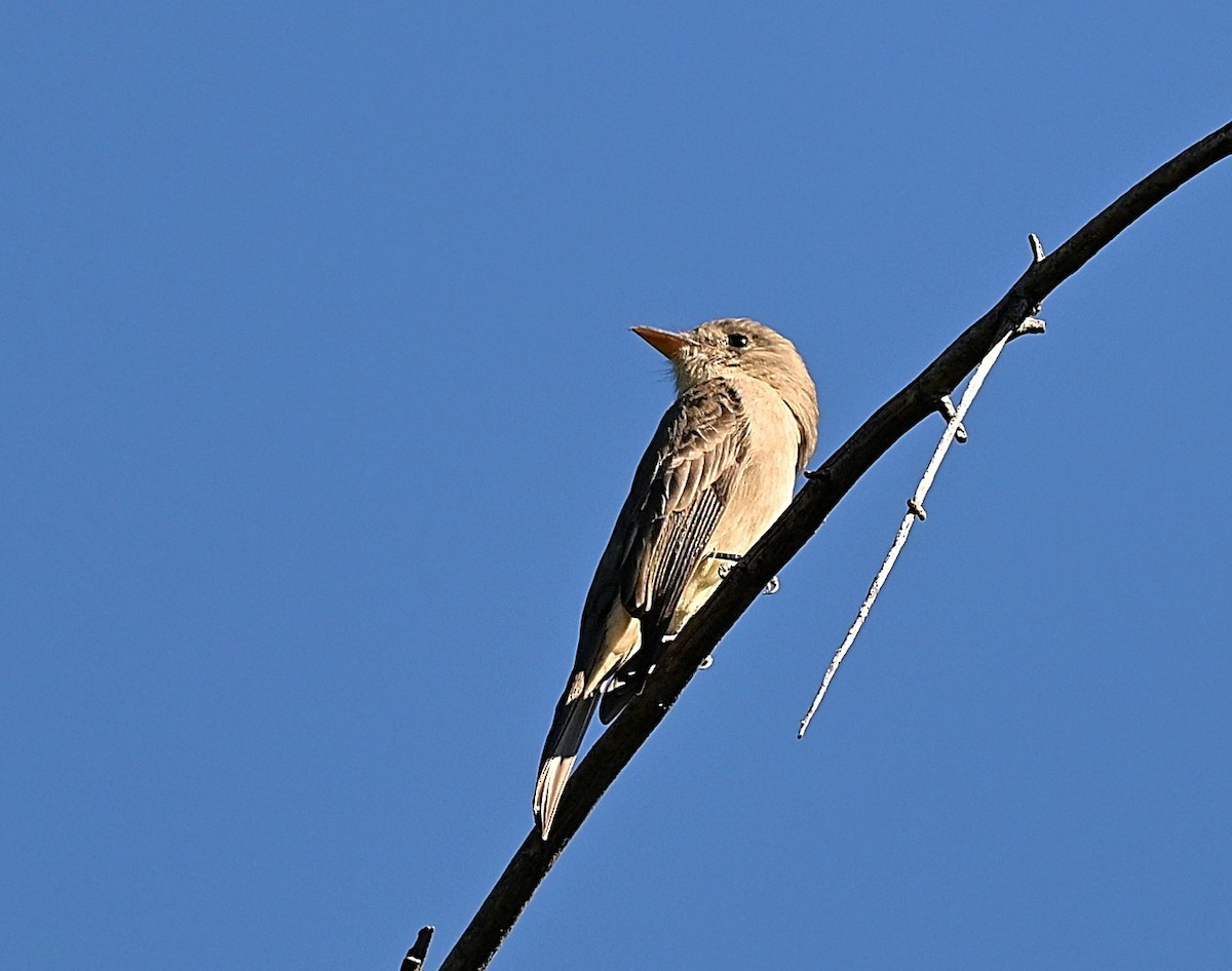 Піві великий - ML646759358