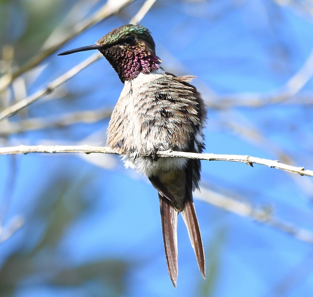 Amethyst Woodstar - ML646759360