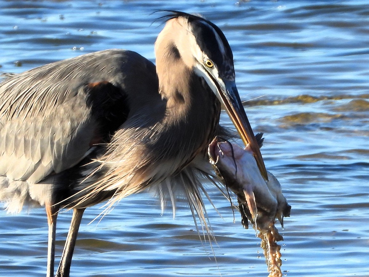 Koartza hauskara amerikarra - ML646759361