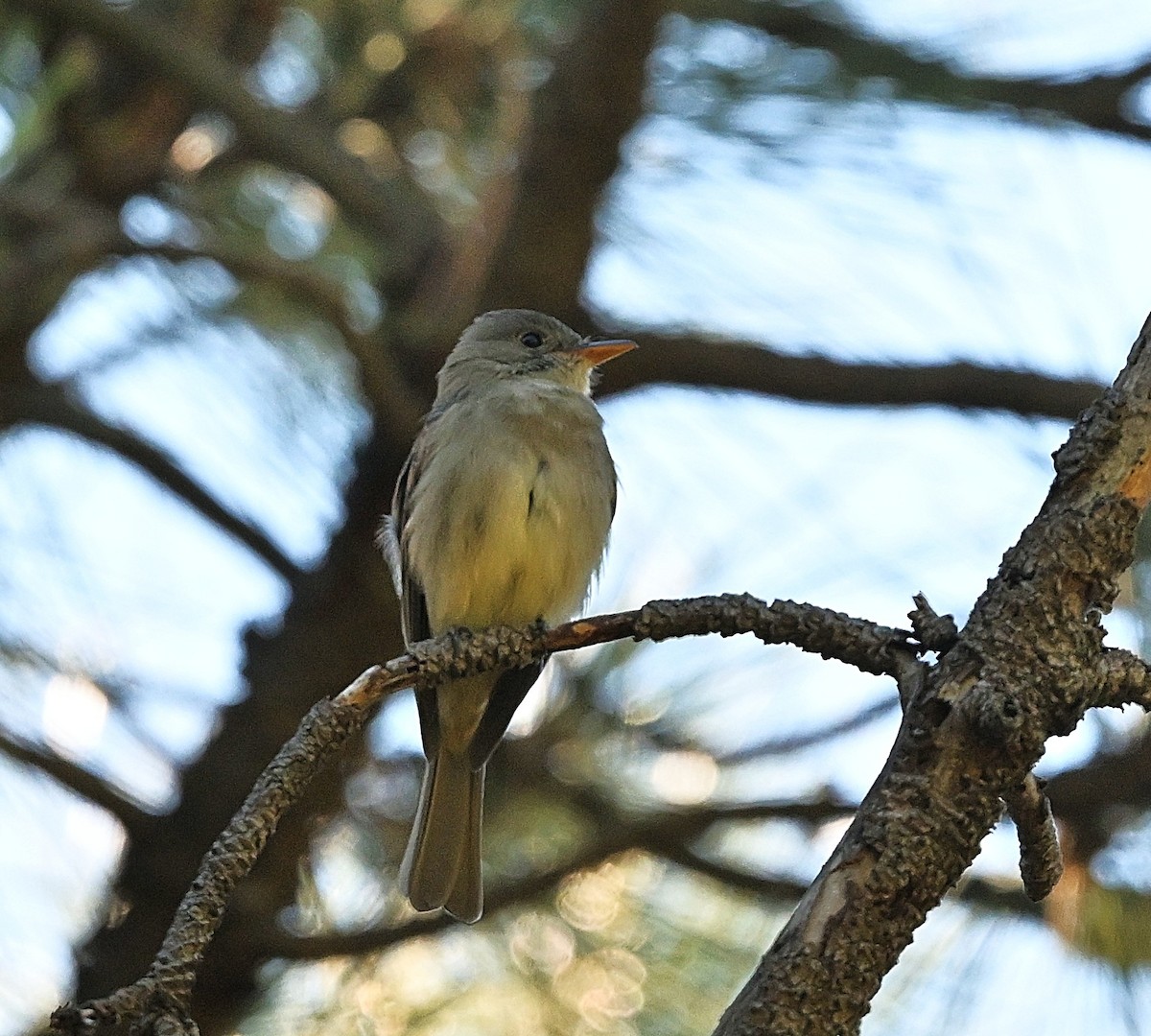 Піві великий - ML646759362